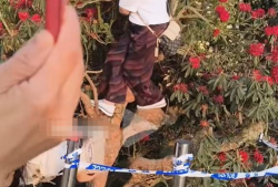 摘花视频,摘花视频背后的温馨故事